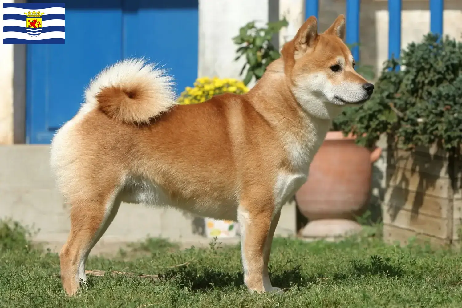 Shiba Welpen und Züchter Zeeland Hier findest Du Shibas Züchter in Zeeland.