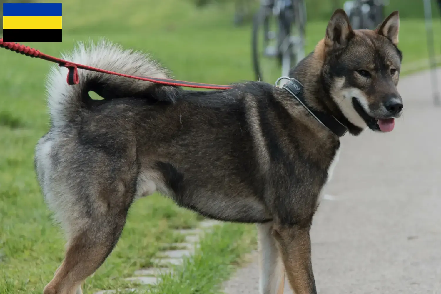 Shikoku Welpen und Züchter Gelderland Hier findest Du Shikokus Züchter in Gelderland.