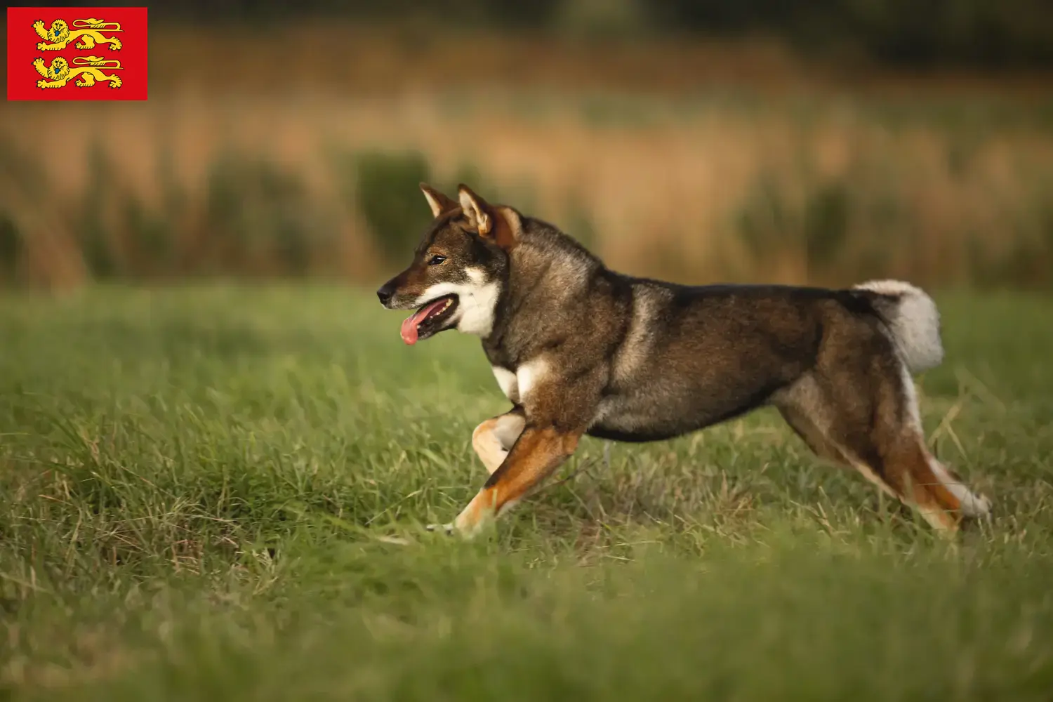 Shikoku Welpen und Züchter Normandie Hier findest Du Shikokus Züchter in der Normandie.
