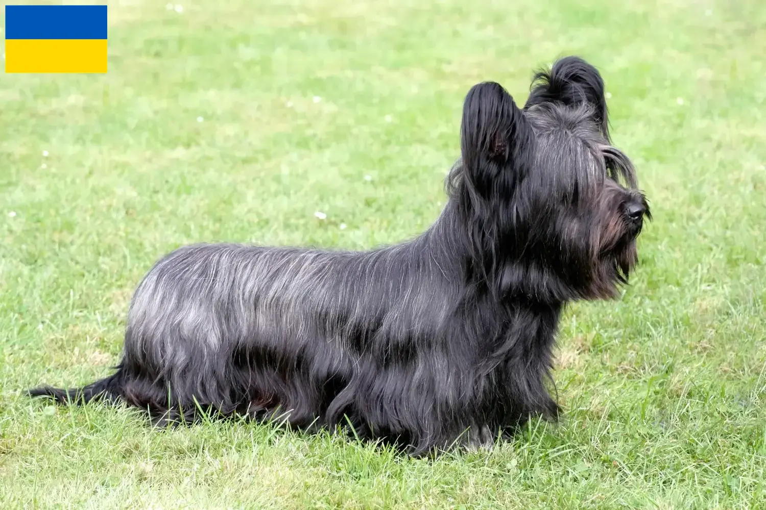 Skye Terrier Welpen und Züchter Ukraine Hier findest Du Skye Terrier Züchter in der Ukraine.