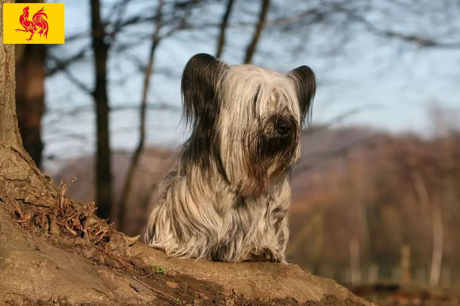 Skye Terrier Welpen und Züchter Wallonische Region Hier findest Du Skye Terrier Züchter in Wallonische Region.