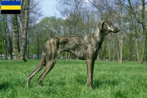Mehr über den Artikel erfahren Sloughi Züchter und Welpen in Gelderland