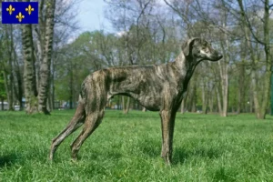 Mehr über den Artikel erfahren Sloughi Züchter und Welpen in Île-de-France