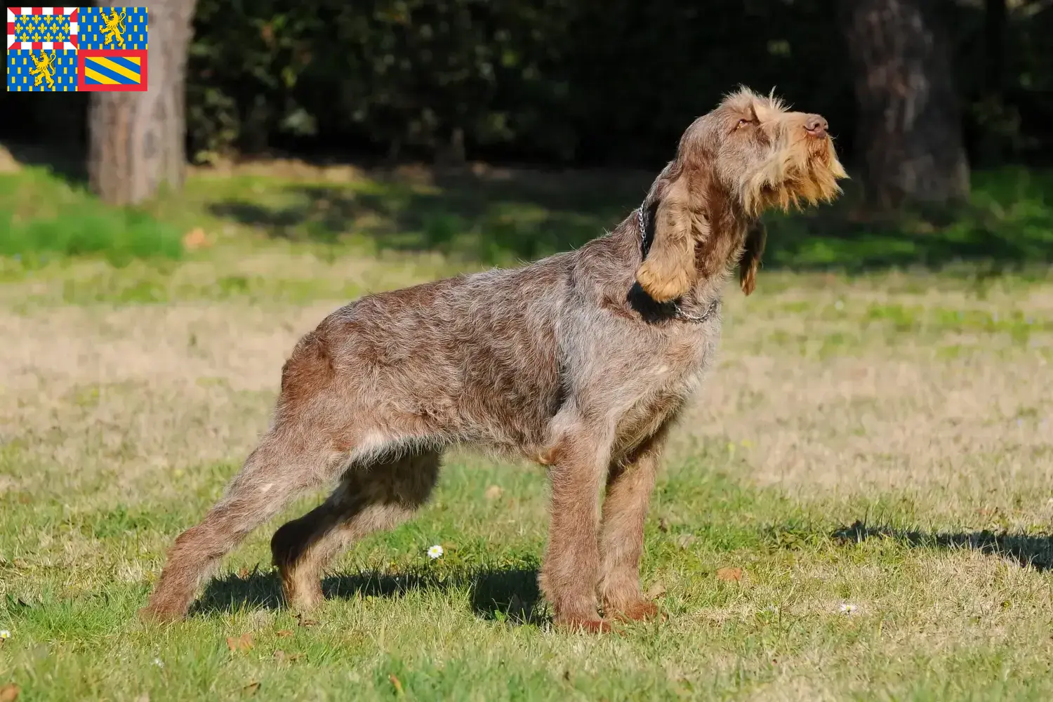 Spinone Italiano Welpen und Züchter Bourgogne-Franche-Comté Hier findest Du Spinone Italianos Züchter in Bourgogne-Franche-Comté.
