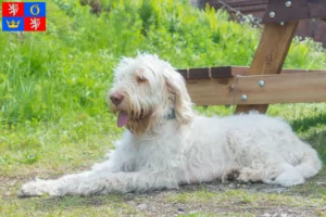 Mehr über den Artikel erfahren Spinone Italiano Züchter und Welpen in Hradec Králové