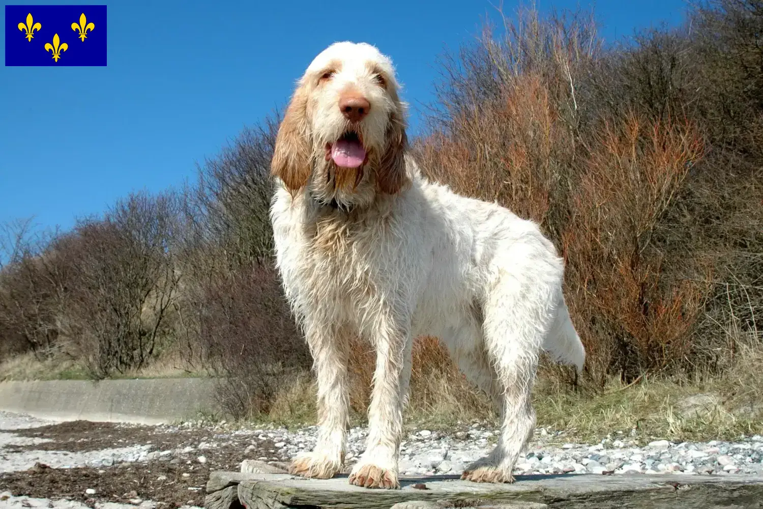 Spinone Italiano Welpen und Züchter Île-de-France Hier findest Du Spinone Italianos Züchter in Île-de-France.