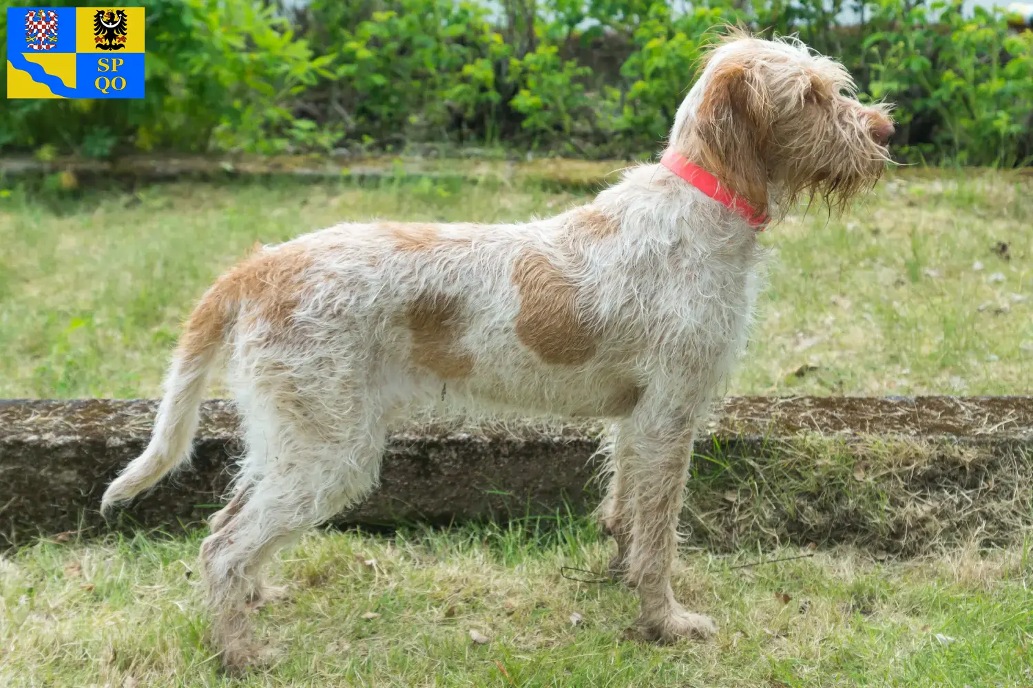 Spinone Italiano Welpen und Züchter Olmütz Hier findest Du Spinone Italianos Züchter in Olmütz.