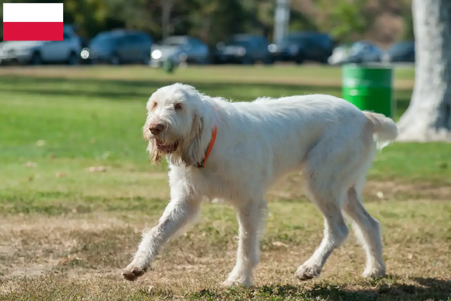 Spinone Italiano Welpen und Züchter Polen Hier findest Du Spinone Italianos Züchter in Polen.