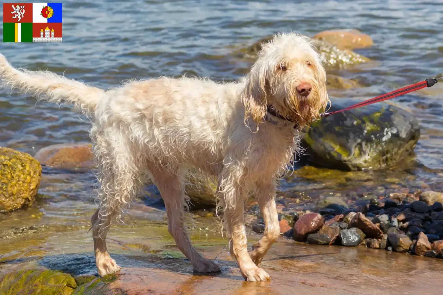 Spinone Italiano Welpen und Züchter Südböhmen Hier findest Du Spinone Italianos Züchter in Südböhmen.