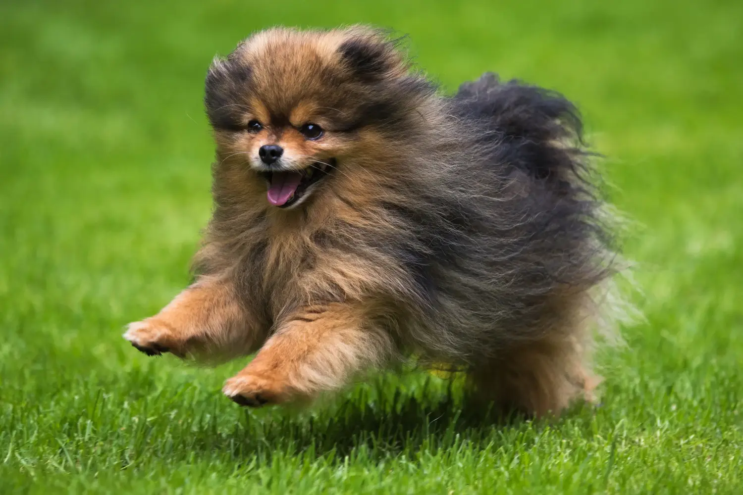 Einen Spitz Welpen zu kaufen, bedeutet Verantwortung zu übernehmen! Spitz Welpen kaufen.