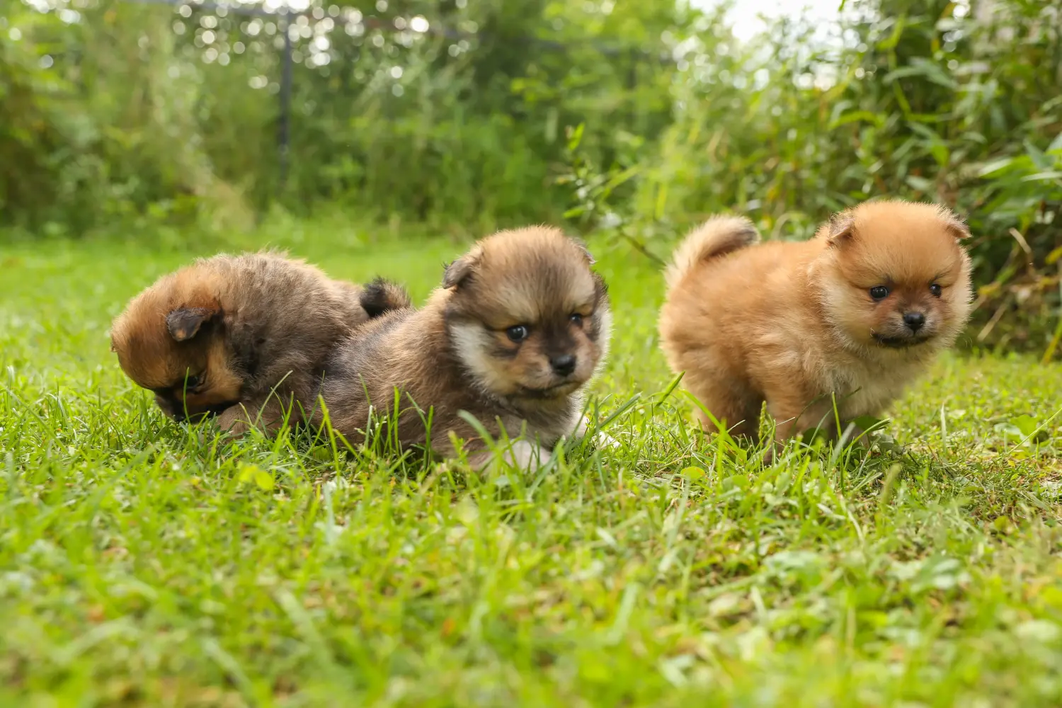 Einen Spitz Welpen zu kaufen, bedeutet Verantwortung zu übernehmen! Spitz Welpen kaufen.