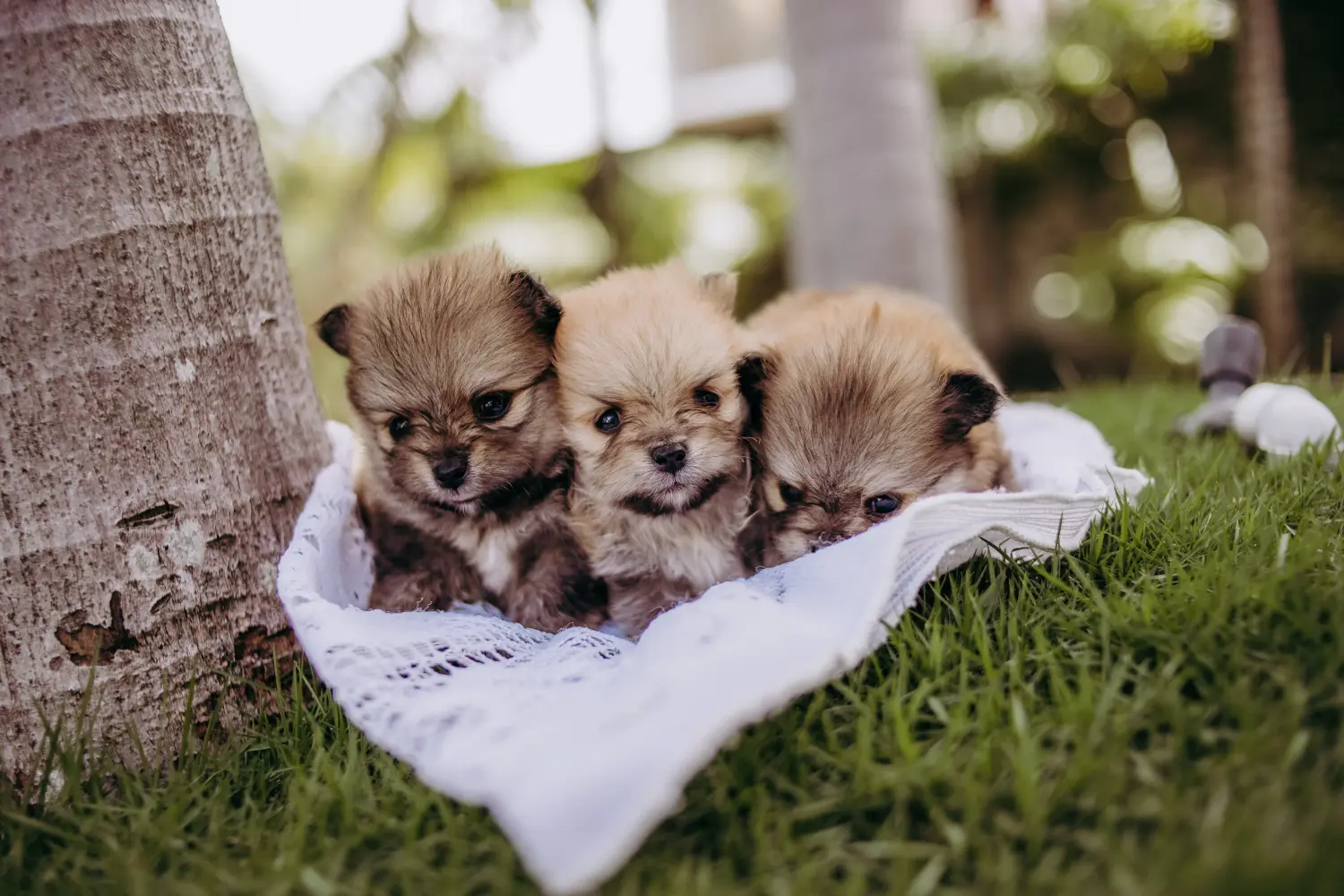 Einen Spitz Welpen zu kaufen, bedeutet Verantwortung zu übernehmen! Spitz Welpen kaufen.