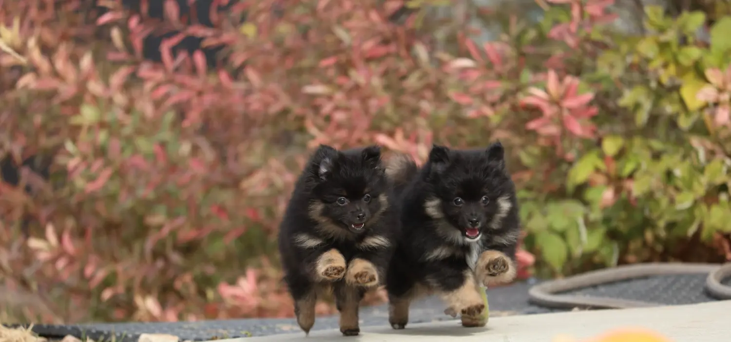 Einen Spitz Welpen zu kaufen, bedeutet Verantwortung zu übernehmen! Spitz Welpen kaufen.