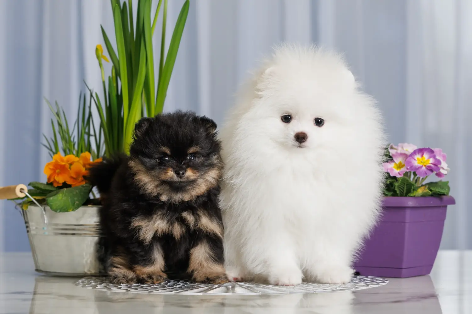 Einen Spitz Welpen zu kaufen, bedeutet Verantwortung zu übernehmen! Spitz Welpen kaufen.