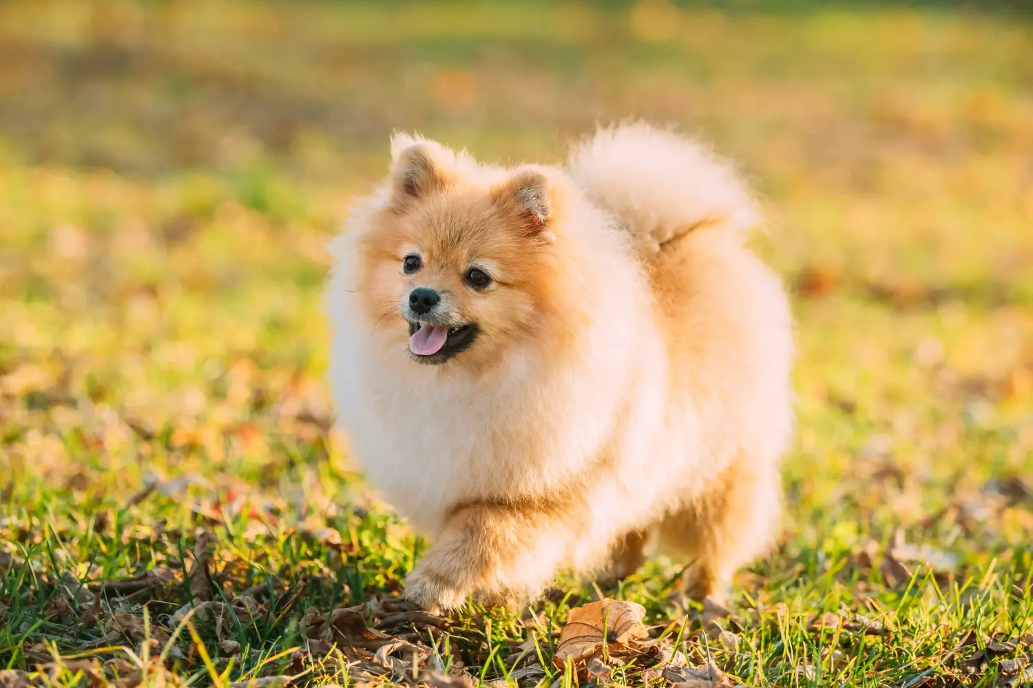 Einen Spitz Welpen zu kaufen, bedeutet Verantwortung zu übernehmen! Spitz Welpen kaufen.