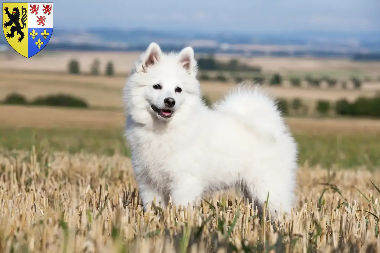Spitz Welpen und Züchter Hauts-de-France Hier findest Du Spitze Züchter in Hauts-de-France.