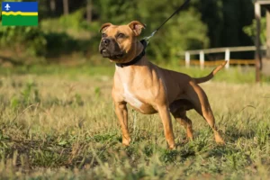 Mehr über den Artikel erfahren Staffordshire Bull Terrier Züchter und Welpen in Flevoland