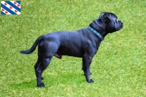 Mehr über den Artikel erfahren Staffordshire Bull Terrier Züchter und Welpen in Friesland