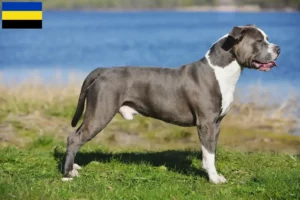 Mehr über den Artikel erfahren Staffordshire Bull Terrier Züchter und Welpen in Gelderland