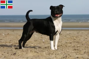 Mehr über den Artikel erfahren Staffordshire Bull Terrier Züchter und Welpen in Groningen