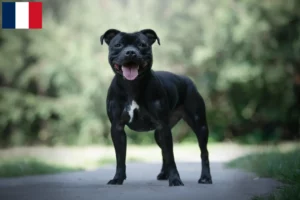 Mehr über den Artikel erfahren Staffordshire Bull Terrier Züchter und Welpen in Guadeloupe