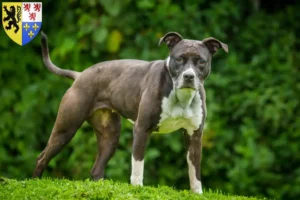 Mehr über den Artikel erfahren Staffordshire Bull Terrier Züchter und Welpen in Hauts-de-France