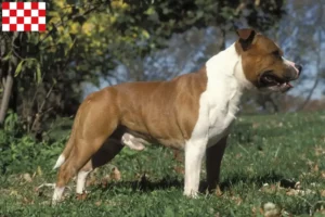 Mehr über den Artikel erfahren Staffordshire Bull Terrier Züchter und Welpen in Nordbrabant