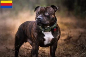 Mehr über den Artikel erfahren Staffordshire Bull Terrier Züchter und Welpen in Nordholland