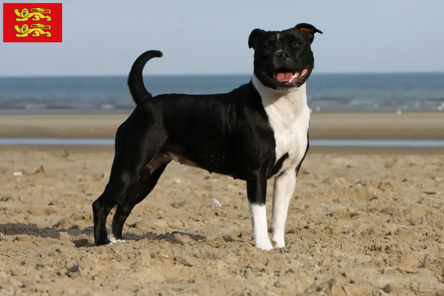 Staffordshire Bull Terrier Welpen und Züchter Normandie Hier findest Du Staffordshire Bull Terrier Züchter in der Normandie.