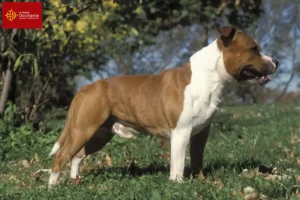 Mehr über den Artikel erfahren Staffordshire Bull Terrier Züchter und Welpen in Okzitanien