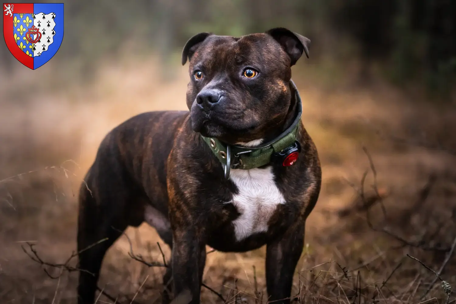 Staffordshire Bull Terrier Welpen und Züchter Pays de la Loire Hier findest Du Staffordshire Bull Terrier Züchter in Pays de la Loire.
