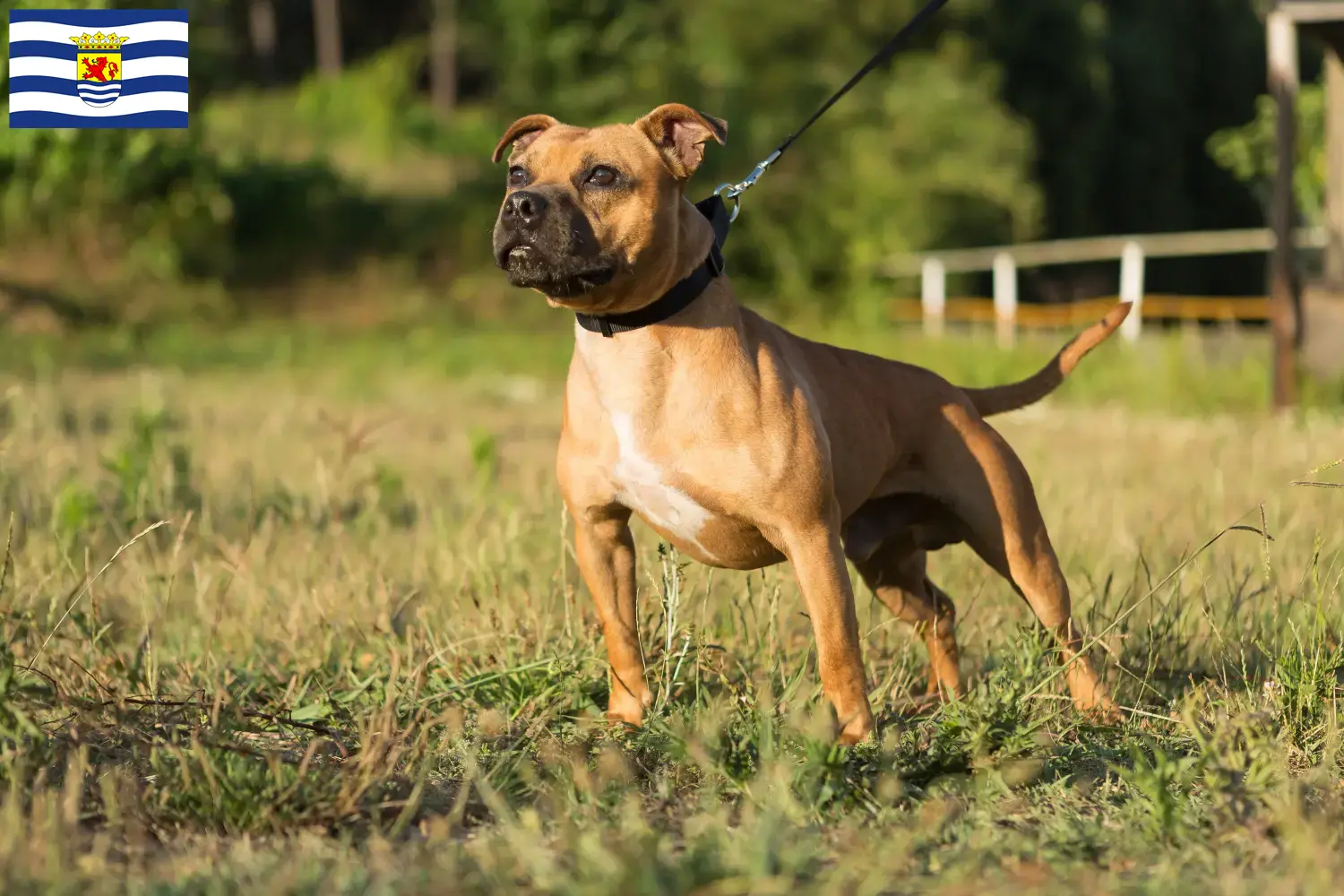 Staffordshire Bull Terrier Welpen und Züchter Zeeland Hier findest Du Staffordshire Bull Terrier Züchter in Zeeland.