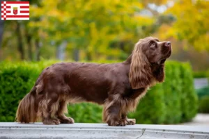 Mehr über den Artikel erfahren Sussex-Spaniel Züchter und Welpen in Bremen
