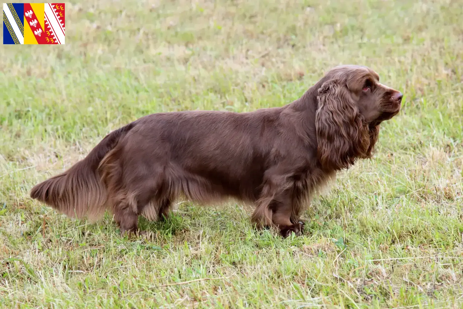 Sussex-Spaniel Welpen und Züchter Grand Est Hier findest Du Sussex-Spaniels Züchter in Grand Est.