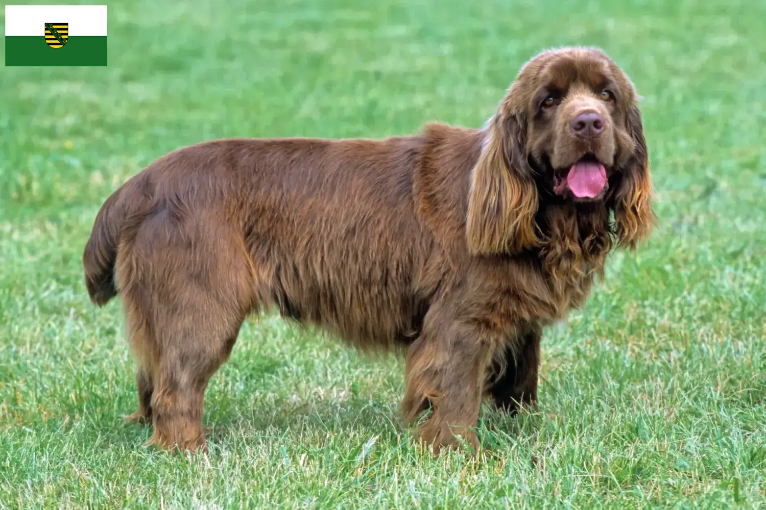 Sussex-Spaniel Welpen und Züchter Sachsen Hier findest Du Sussex-Spaniels Züchter in Sachsen.