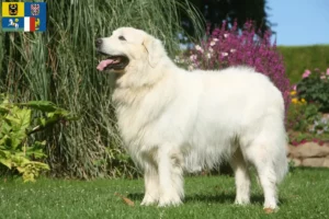 Mehr über den Artikel erfahren Tatra-Schäferhund Züchter und Welpen in Mähren-Schlesien