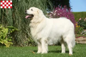 Mehr über den Artikel erfahren Tatra-Schäferhund Züchter und Welpen in Nordbrabant