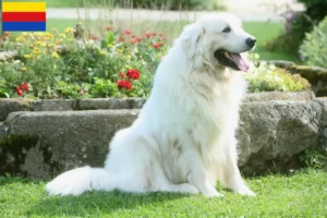 Mehr über den Artikel erfahren Tatra-Schäferhund Züchter und Welpen in Nordholland