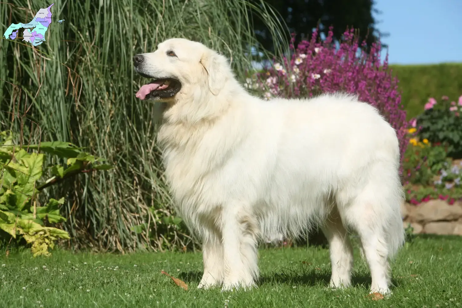 Tatra-Schäferhund Welpen und Züchter Nordjylland Hier findest Du Tatra-Schäferhunde Züchter in Nordjylland.
