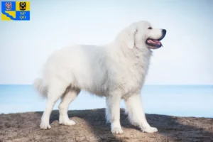 Mehr über den Artikel erfahren Tatra-Schäferhund Züchter und Welpen in Olmütz