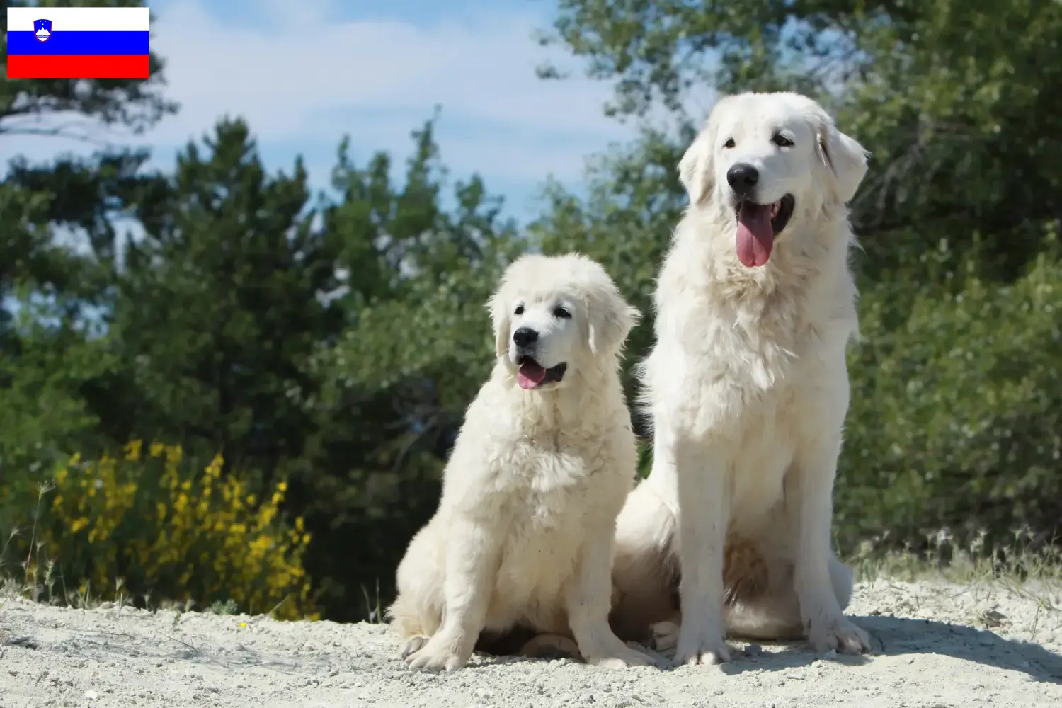 Tatra-Schäferhund Welpen und Züchter Slowenien Hier findest Du Tatra-Schäferhunde Züchter in Slowenien.