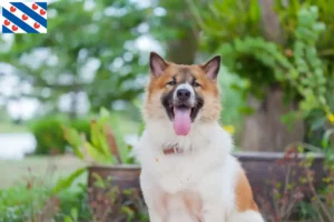 Mehr über den Artikel erfahren Thai Bangkaew Dog Züchter und Welpen in Friesland