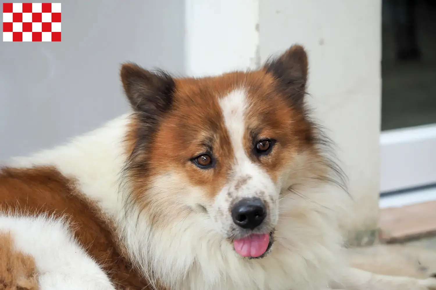 Thai Bangkaew Dog Welpen und Züchter Nordbrabant Hier findest Du Thai Bangkaew Dogs Züchter in Nordbrabant.