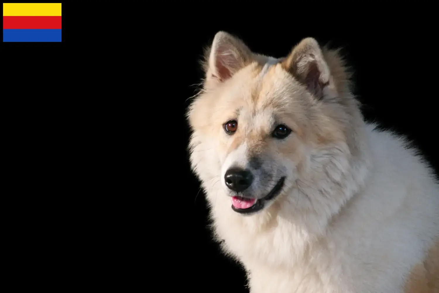 Thai Bangkaew Dog Welpen und Züchter Nordholland Hier findest Du Thai Bangkaew Dogs Züchter in Nordholland.