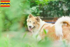 Mehr über den Artikel erfahren Thai Bangkaew Dog Züchter und Welpen in Overijssel