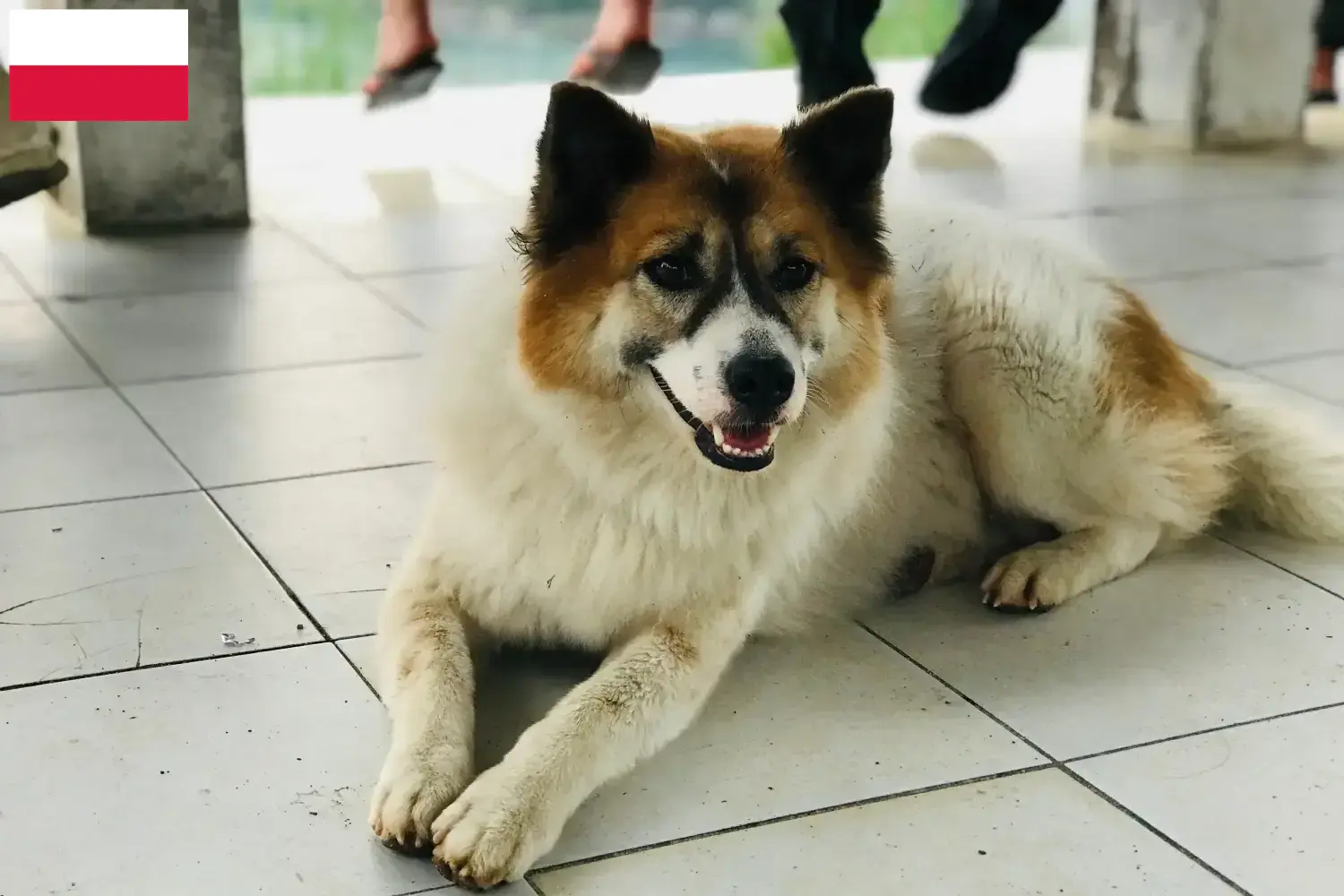 Thai Bangkaew Dog Welpen und Züchter Polen Hier findest Du Thai Bangkaew Dogs Züchter in Polen.