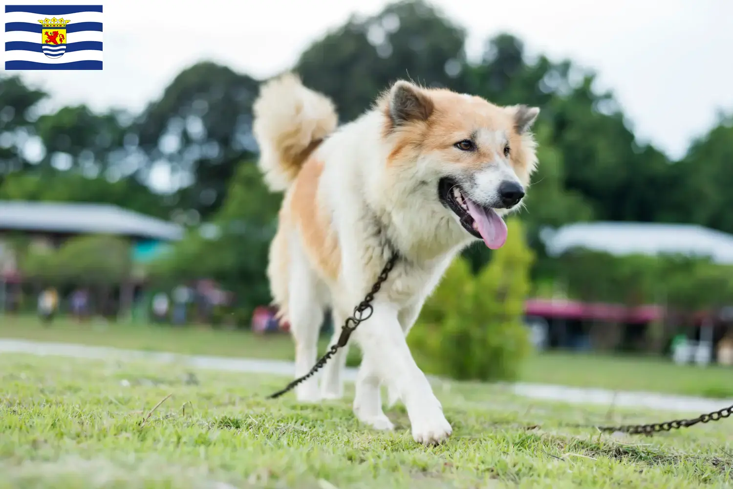 Thai Bangkaew Dog Welpen und Züchter Zeeland Hier findest Du Thai Bangkaew Dogs Züchter in Zeeland.