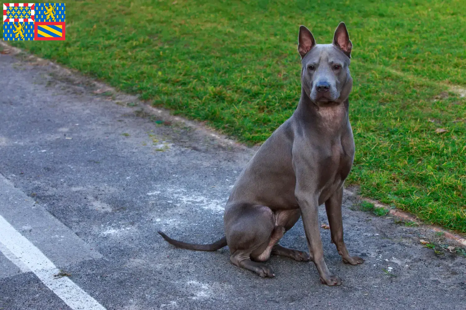Thai Ridgeback Welpen und Züchter Bourgogne-Franche-Comté Hier findest Du Thai Ridgebacks Züchter in Bourgogne-Franche-Comté.