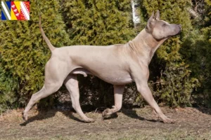 Mehr über den Artikel erfahren Thai Ridgeback Züchter und Welpen in Grand Est