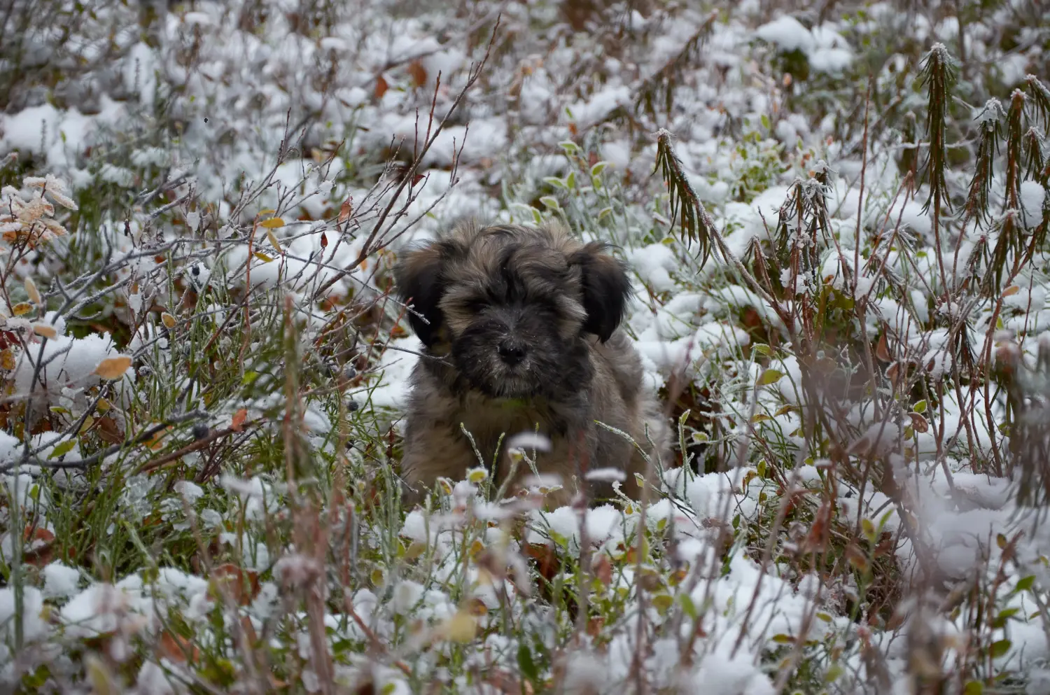 Einen Tibet Terrier Welpen zu kaufen, bedeutet Verantwortung zu übernehmen! Tibet Terrier Welpen kaufen.